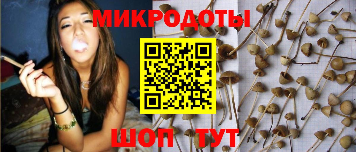 Назарово  Галлюциногенные грибы Psilocybe  Вход с VPN 